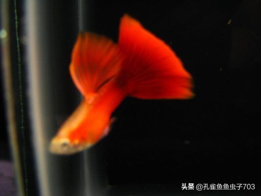 <strong><mark>杭州</mark></strong>龍魚批發市場營業時間是幾點