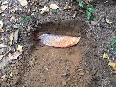 龍魚怎么救活：龍魚出現(xiàn)疾病或受傷