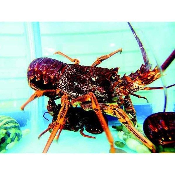 美國紅龍和澳龍區(qū)別