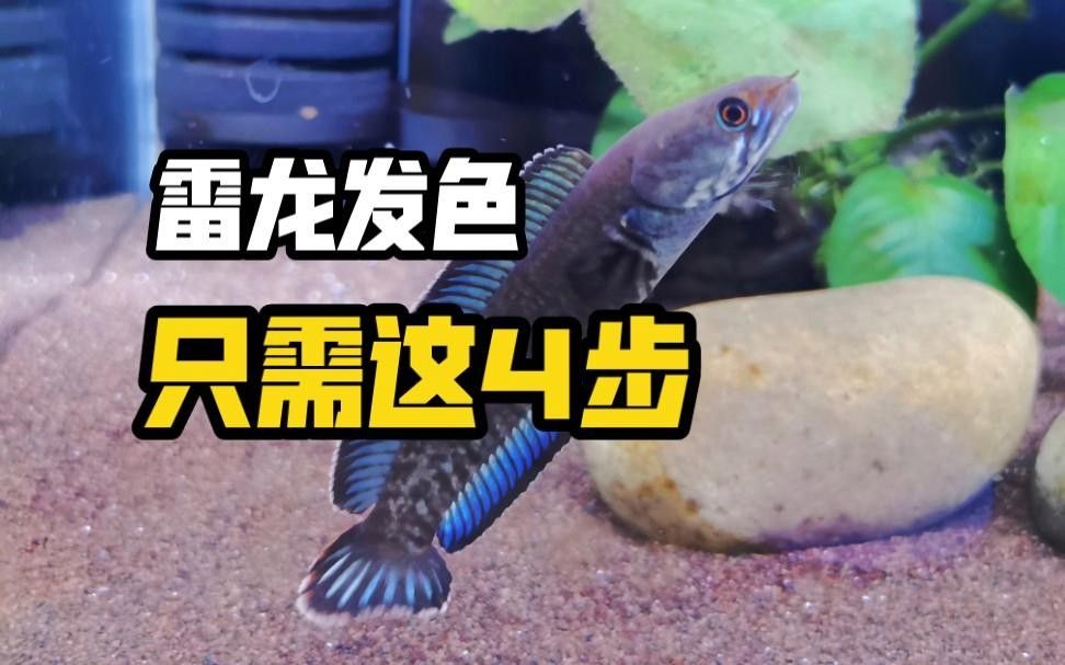 鬼王雷龍發色期間需要加溫嗎？
