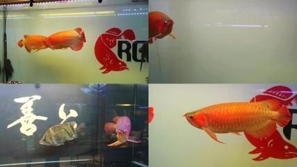 紅色金龍魚和金色龍魚哪個貴（紅色金龍魚和金色龍魚的價格）