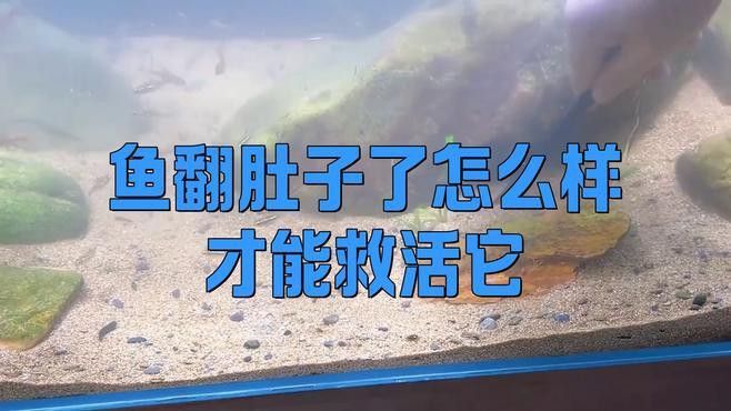 金龍魚(yú)翻身如何手動(dòng)扶正？