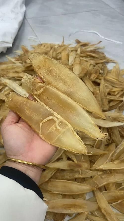 正宗金龍魚膠圖片大全高清