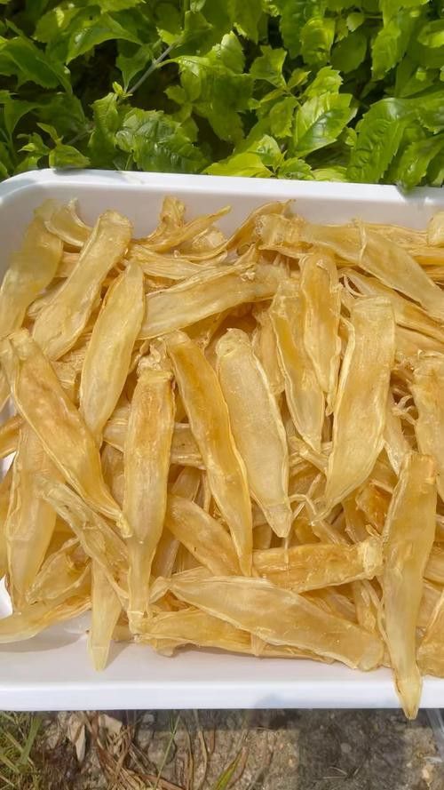 正宗金龍魚膠圖片大全高清