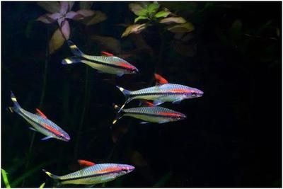銀龍魚趴缸的原因及解決方法：銀龍魚在魚缸里上下亂竄的原因及處理方法