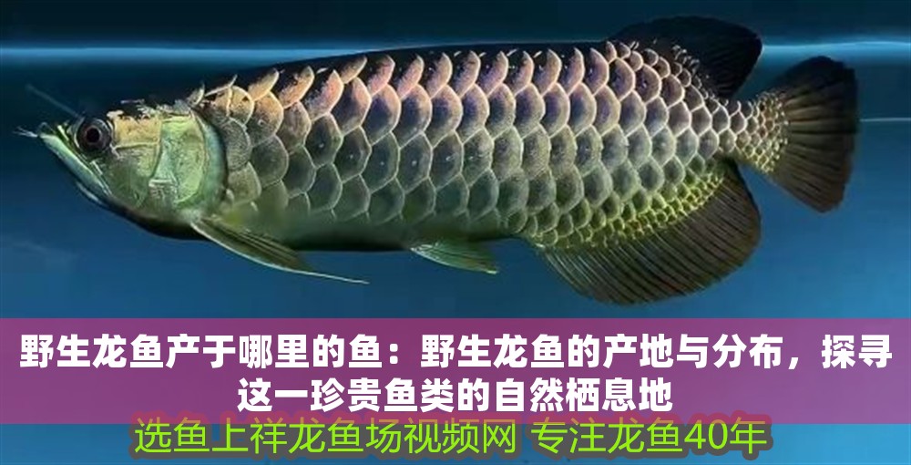 野生龍魚產于哪里的魚：野生龍魚的產地與分布，探尋這一珍貴魚類的自然棲息地
