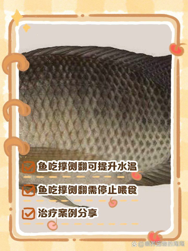 雷龍魚吃撐了應急處理