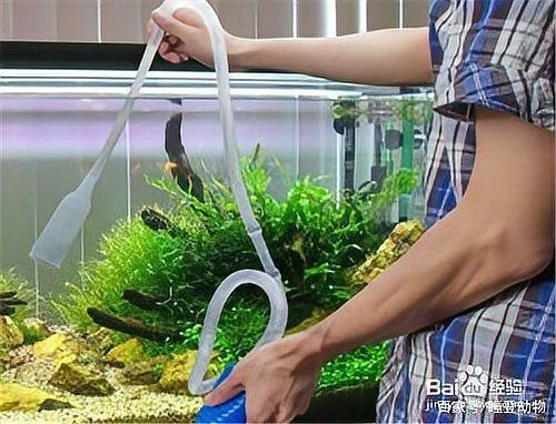 雷龍魚吃撐了應急處理