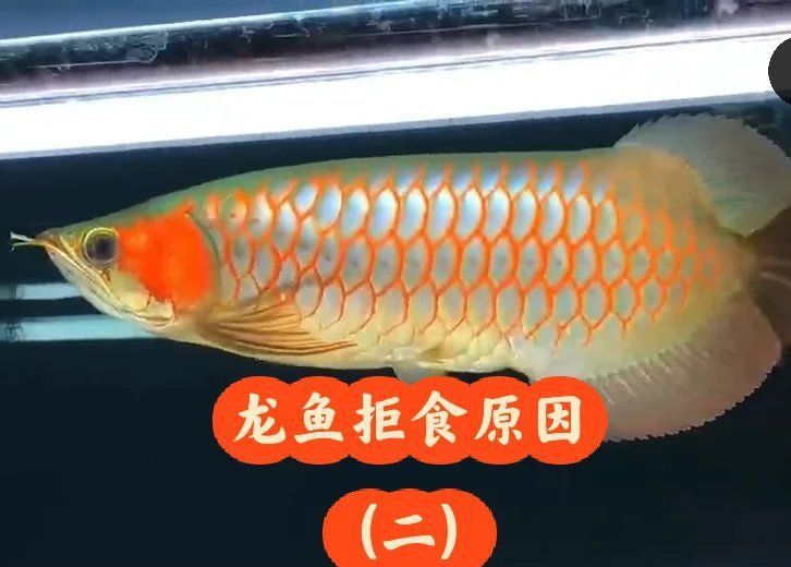 雷龍魚吃撐了應急處理