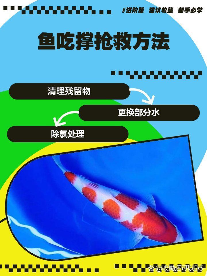 雷龍魚吃撐了應急處理