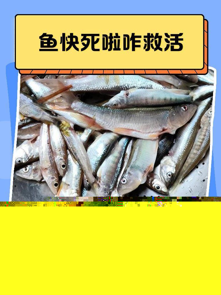雷龍魚吃撐了應急處理