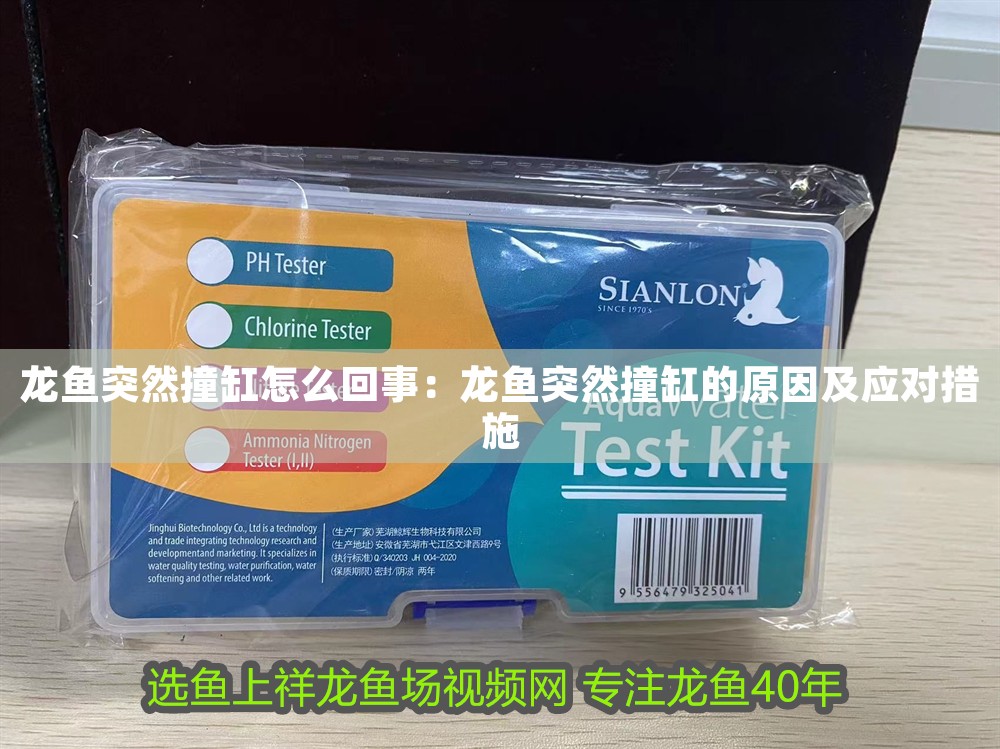 龍魚突然撞缸怎么回事：龍魚突然撞缸的原因及應對措施