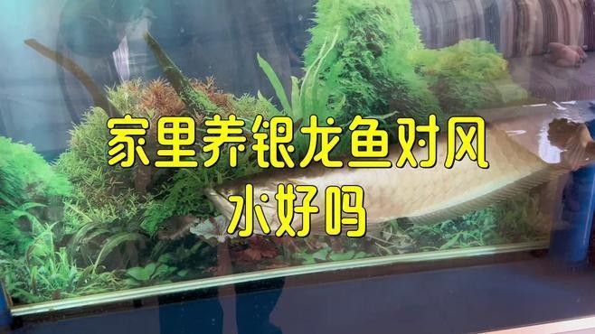 銀龍魚混養最佳搭配圖片欣賞
