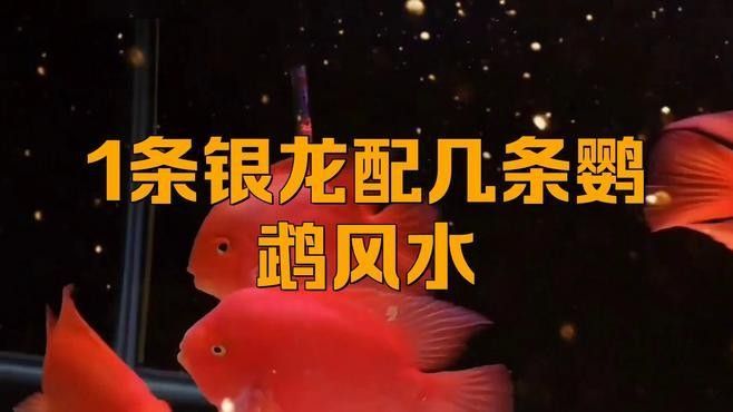 銀龍魚混養最佳搭配圖片欣賞