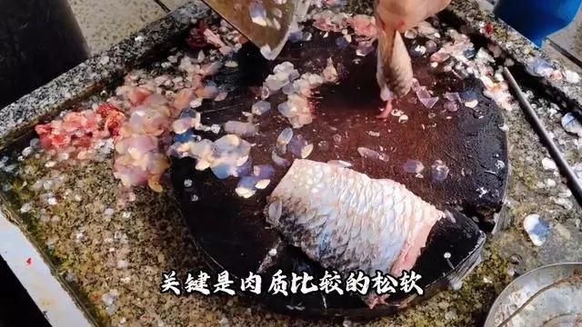 鯪魚品種介紹
