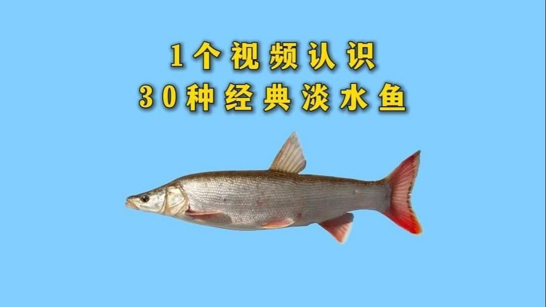 鯪魚品種介紹