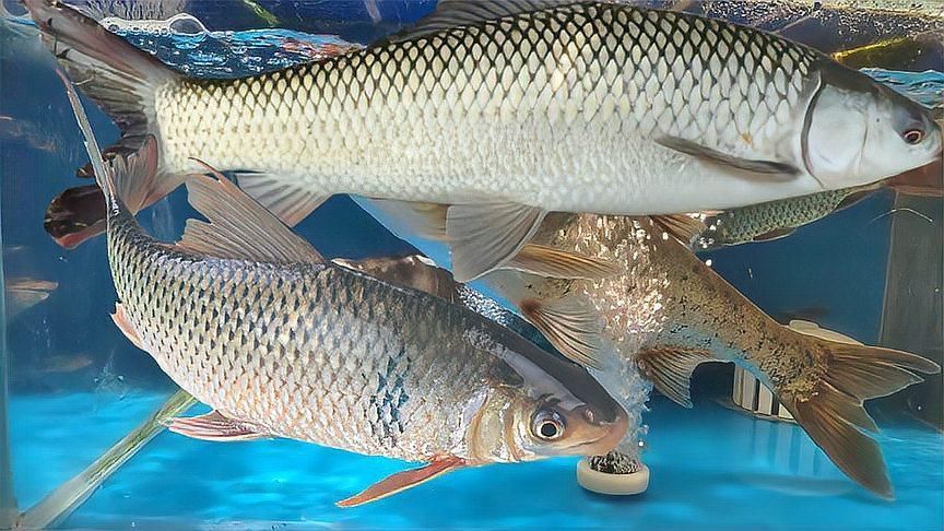 鯪魚品種介紹