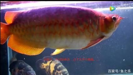 龍魚翹頭好還是翹嘴好