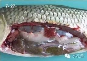 龍魚內臟受傷會留下后遺癥嗎？