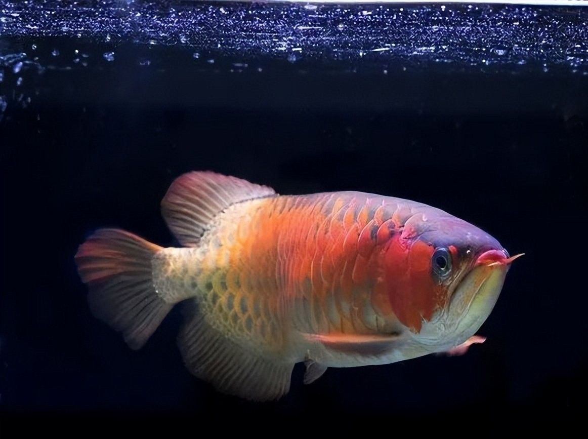 龍魚內臟受傷會留下后遺癥嗎？