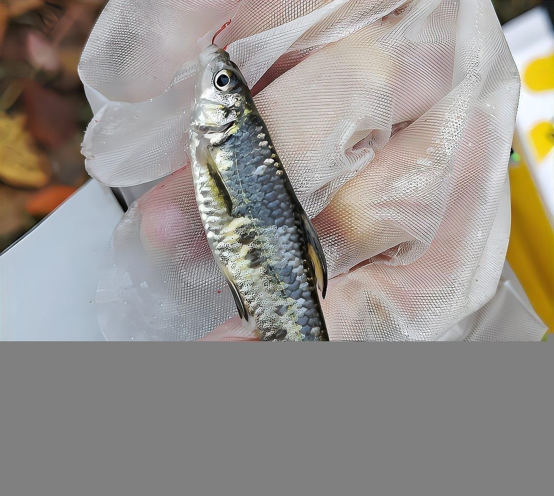 龍魚內臟受傷會留下后遺癥嗎？