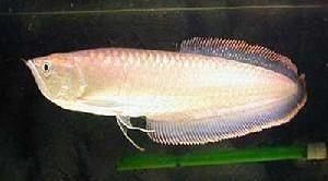 龍魚喂豬肉有什么危害