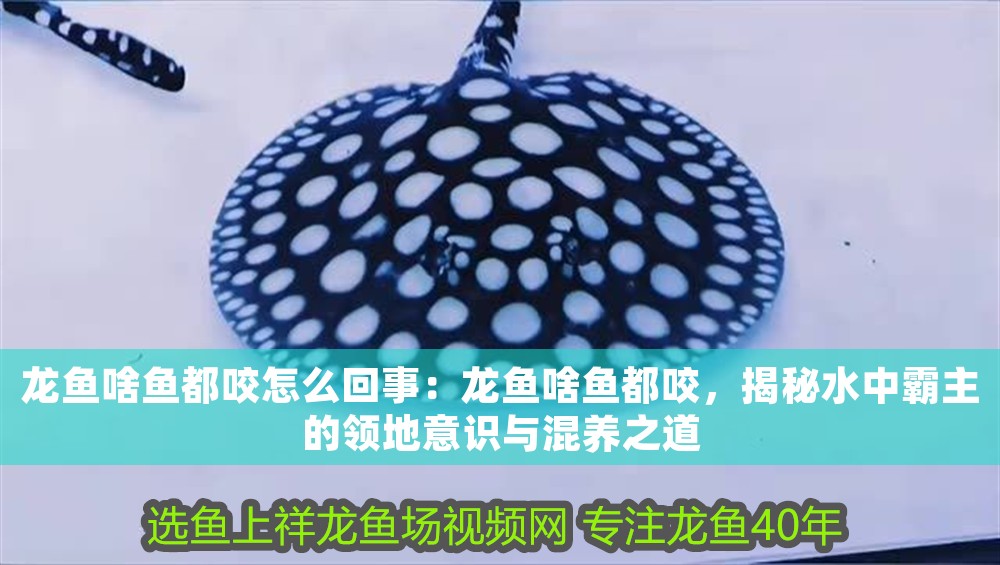 龍魚(yú)啥魚(yú)都咬怎么回事：龍魚(yú)啥魚(yú)都咬，揭秘水中霸主的領(lǐng)地意識(shí)與混養(yǎng)之道