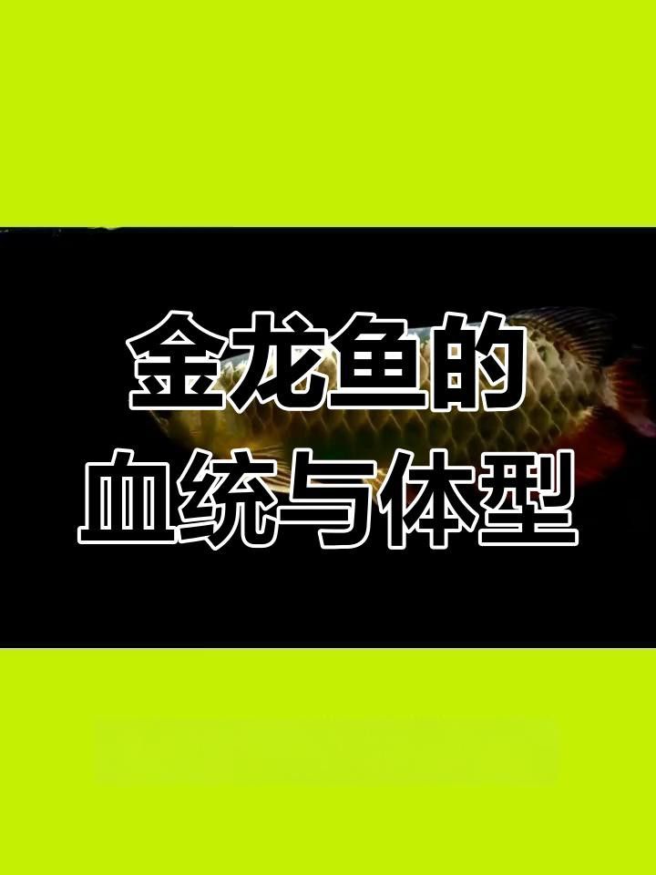 如何區分金頭金龍和古典金龍？