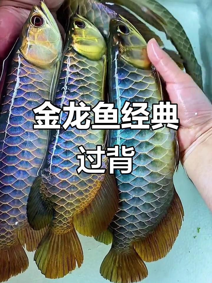 如何區分金頭金龍和古典金龍？