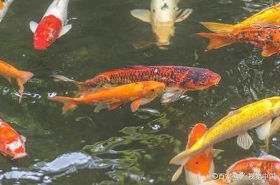 七紋巨鯉魚繁殖箱布置要點，七紋巨鯉魚的繁殖箱布置要點