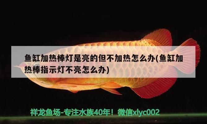 七紋巨鯉魚繁殖箱布置要點，七紋巨鯉魚的繁殖箱布置要點