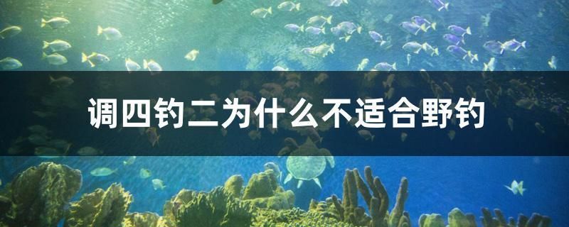 七紋巨鯉魚繁殖箱布置要點，七紋巨鯉魚的繁殖箱布置要點