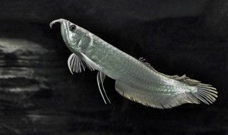 家里養(yǎng)銀龍魚好還是招財(cái)好（如何辨別優(yōu)質(zhì)銀龍魚,招財(cái)魚適合的飼養(yǎng)環(huán)境）