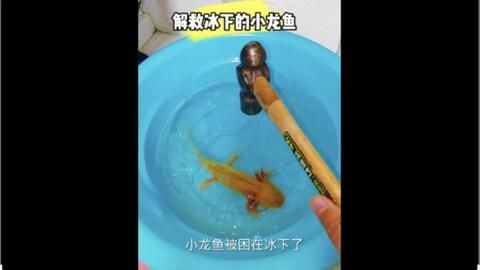 剛買的小龍魚怎么開口養：剛買的小龍魚開口養需要注意以下幾個方面 剛買的小龍魚怎么開口養：剛買的小龍魚開口養需要注意以下幾個方面 龍魚百科 第1張