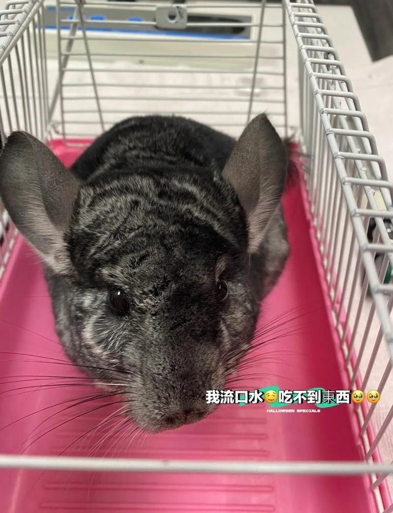 龍貓流口水會自愈嗎？