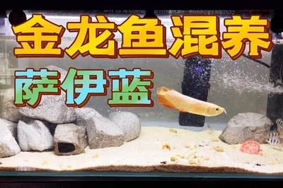 薩伊藍(lán)混養(yǎng)龍魚(yú)：薩伊藍(lán)魚(yú)和龍魚(yú)可以混養(yǎng)嗎？