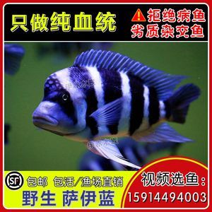 薩伊藍(lán)混養(yǎng)龍魚(yú)：薩伊藍(lán)魚(yú)和龍魚(yú)可以混養(yǎng)嗎？