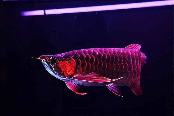紅龍魚燈光擺放的最佳位置