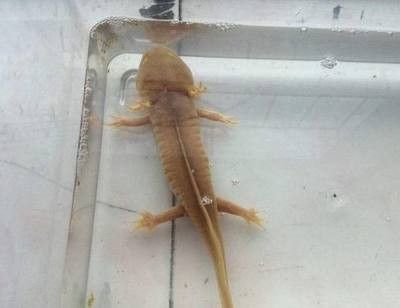 龍魚水涼了翻身怎么處理：龍魚在水涼時會翻身，如何預(yù)防龍魚翻肚急救措施