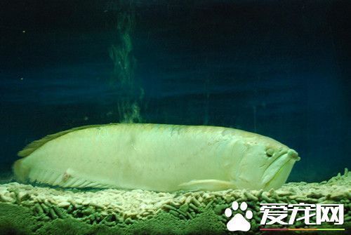 龍魚水涼了翻身怎么處理：龍魚在水涼時會翻身，如何預(yù)防龍魚翻肚急救措施