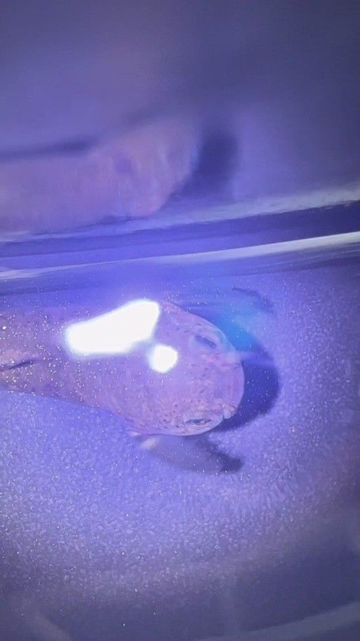 七彩雷龍魚公母顏色區別