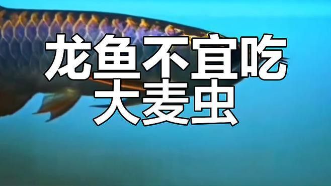 哪些昆蟲不適合喂龍魚？