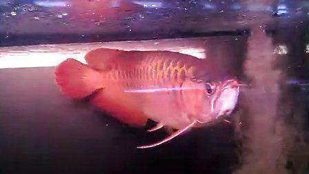 龍魚泗水什么意思（泗水龍魚并不是一個(gè)具體的品種名稱而是一種品種的龍魚）