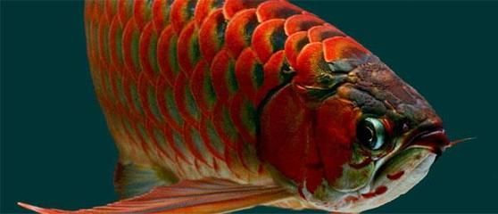 皇宮vip龍魚是辣椒血紅龍嗎【皇宮vip龍魚與辣椒血紅龍的區別】