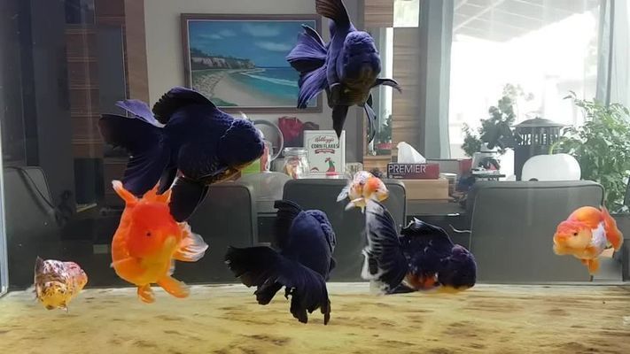 泰獅和龍魚混養(yǎng)好不好：泰獅金魚可以和龍魚混養(yǎng)嗎？