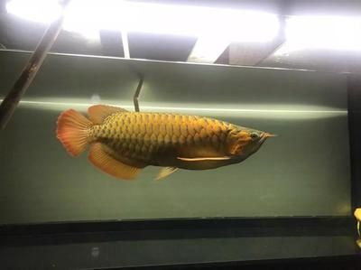 龍魚燈怎么擺放最好：龍魚燈籠的擺放方式
