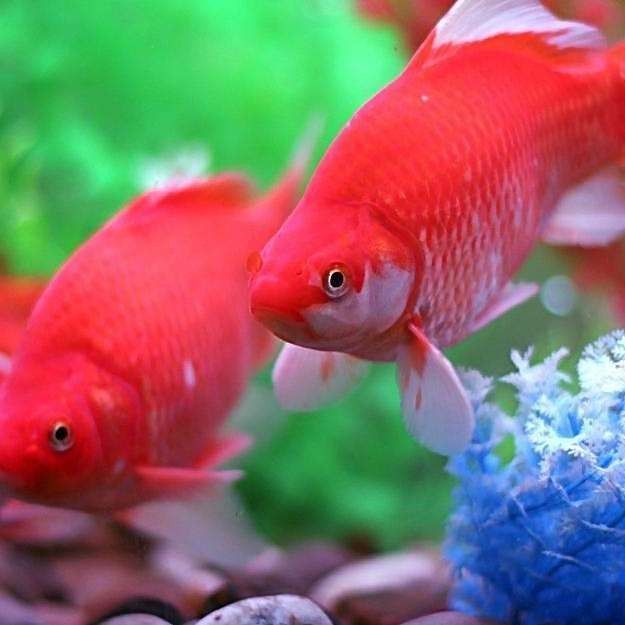 龍魚是不是保護(hù)動(dòng)物之一