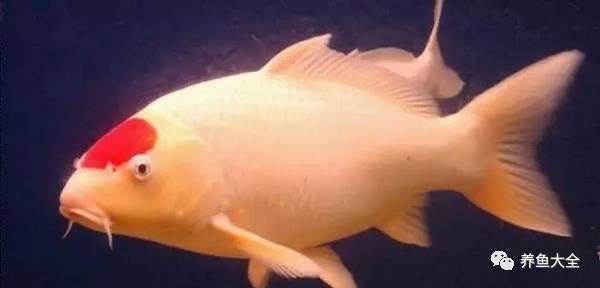 龍魚是不是保護(hù)動(dòng)物之一