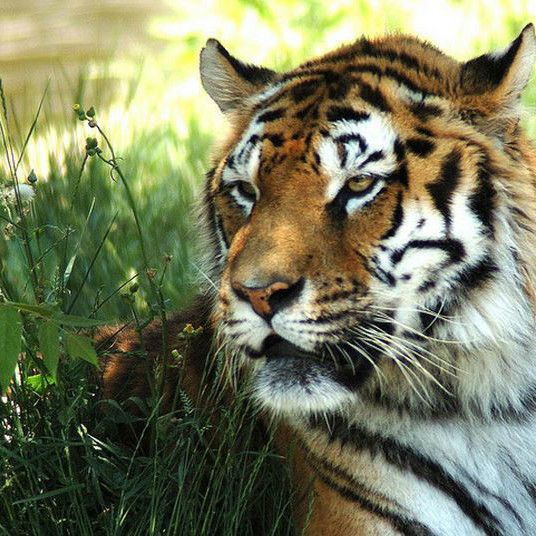 老虎的外形特點(diǎn)和有趣的地方