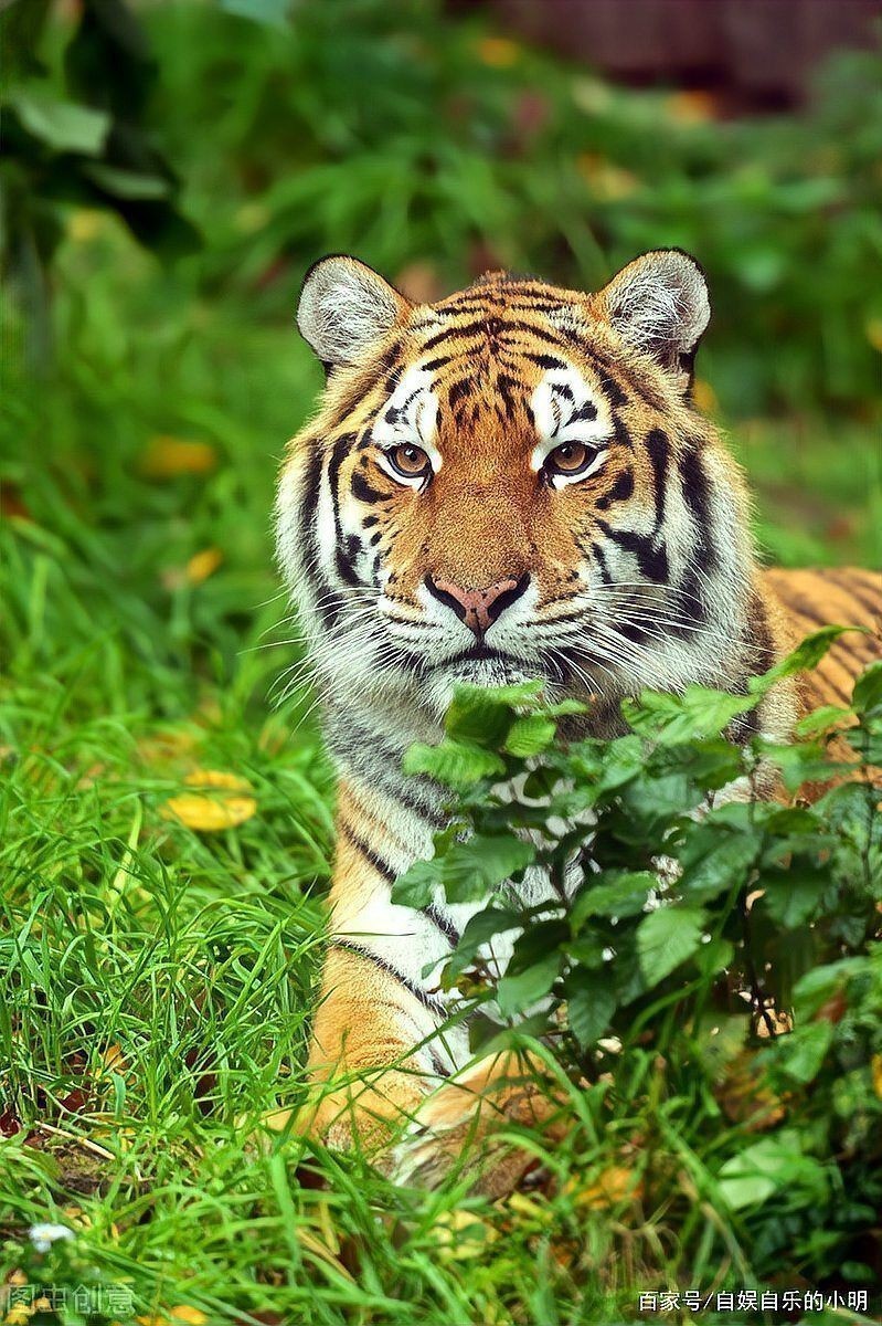 老虎的外形特點(diǎn)和有趣的地方